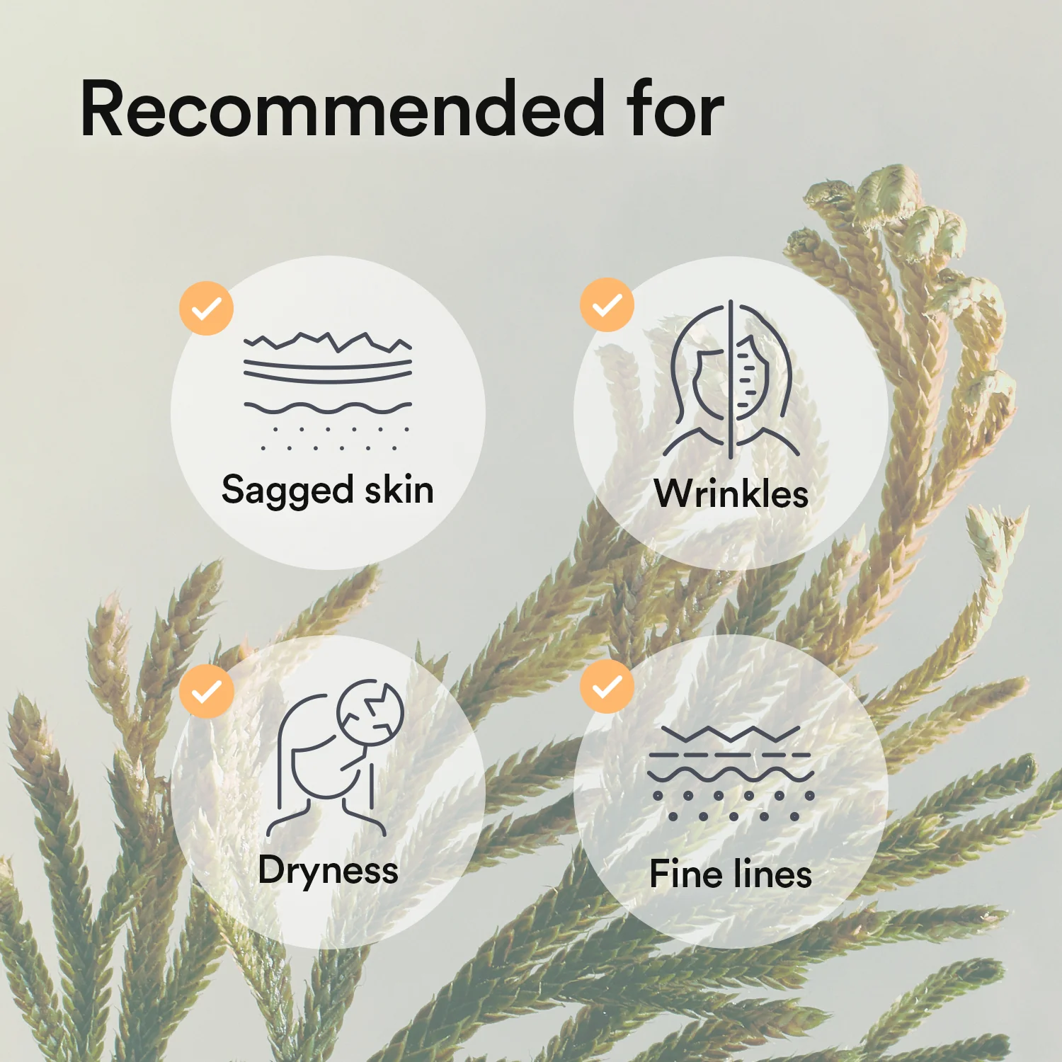 Abib Collagen Gel Mask Jericho Rose Jelly